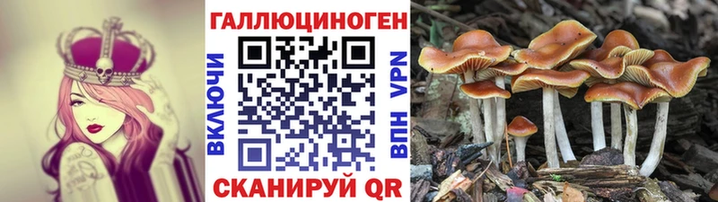 Псилоцибиновые грибы Cubensis  Норильск 